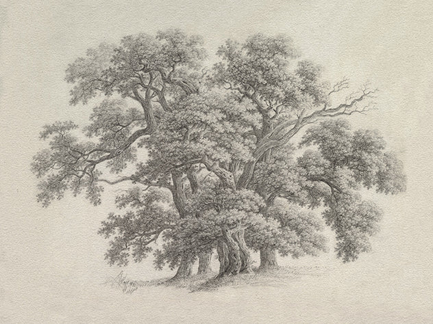 "Oak Tree" Art Print 11x14