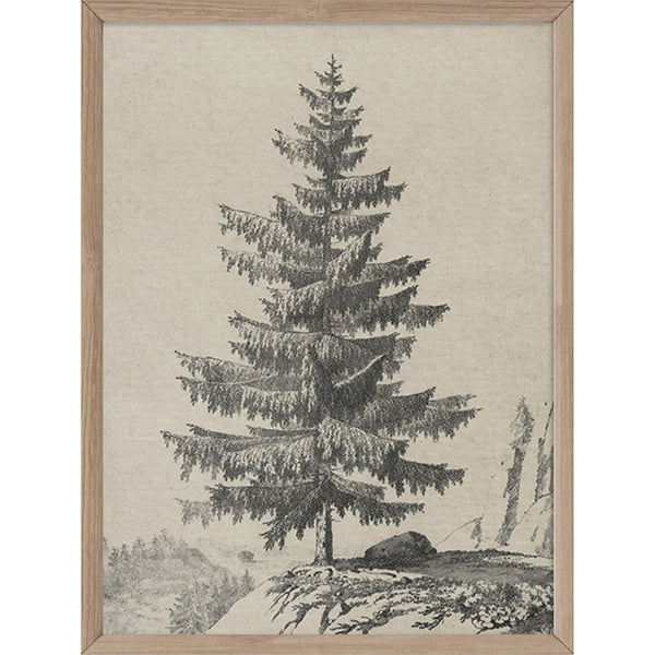 "Pine Sketch" Art Print 16x20